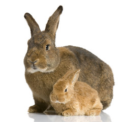 lapine et ses lapereaux