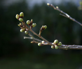 spring buds