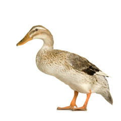 canard