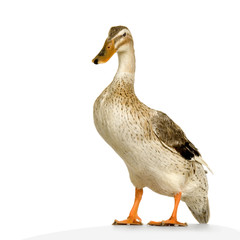canard