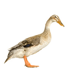 canard