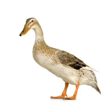canard