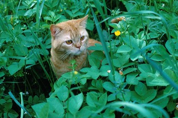 kitten in grass