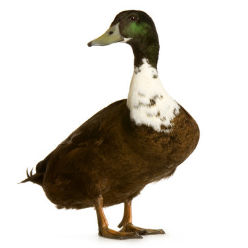 Canard