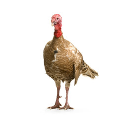 dinde © Eric Isselée