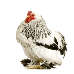 coq