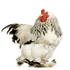 coq