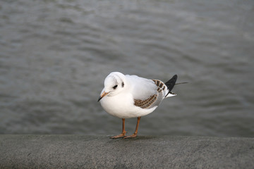 seagull