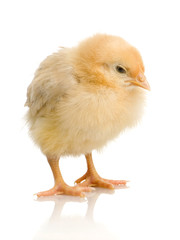 Fototapeta premium poussin