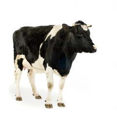 vache