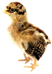 baby chick