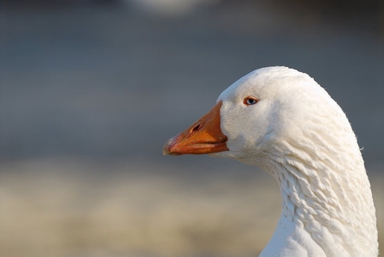 white goose face 1. malevolent