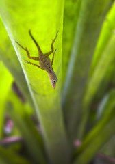 gecko on the grass blade
