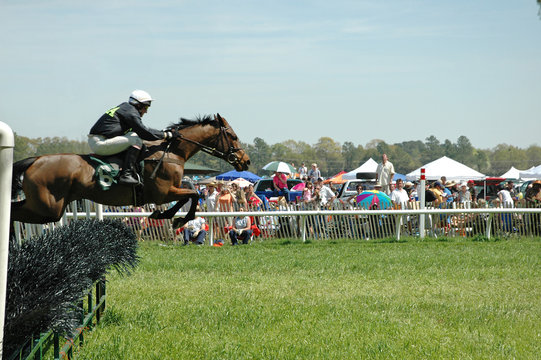 jumping horse