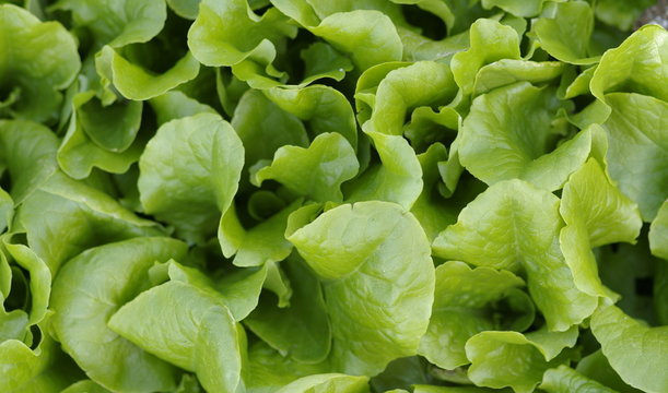 lettuce growing ina garden