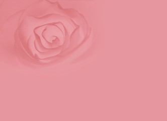 tender heart of a rose background