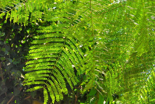 Fototapeta decorative leaves