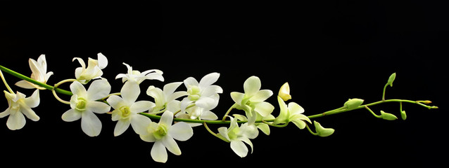 Orchideenspray auf Schwarz