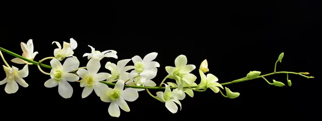 Selbstklebende Fototapete Orchidee Orchideenspray auf Schwarz