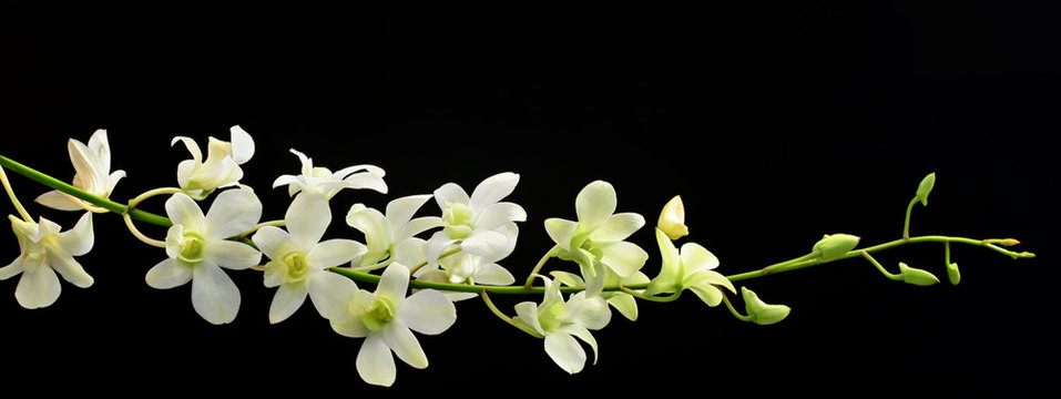 Fototapeta orchid spray on black