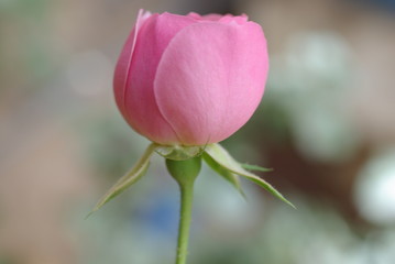 rose rose vue de c&ocirc;t&eacute;