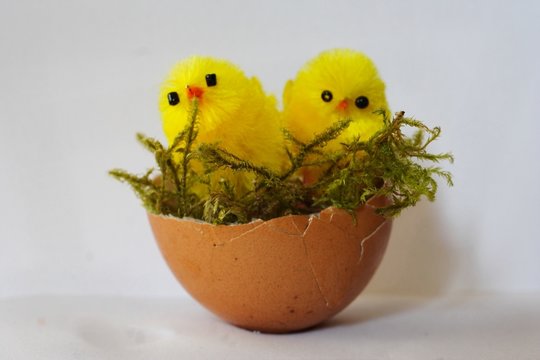 two nestling in eggshell