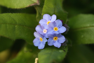 forget me not
