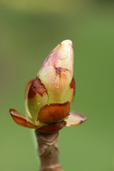 horse chestnut bud