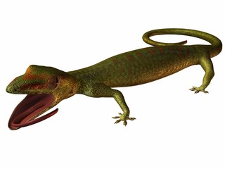 gecko