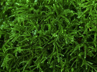 carpet_2
