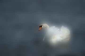 swan