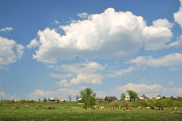 Fototapeta na wymiar łąka z krowami i białe chmury