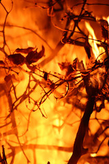 flames in the fire