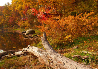 trees changing colors in a park