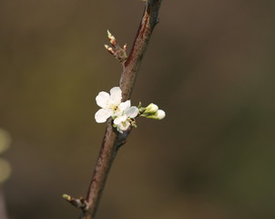 plum blossom