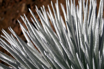 Naklejka na ściany i meble silver sword plant close-up