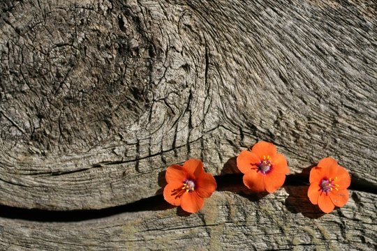 Fototapeta texture,background