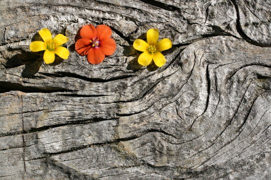 Fototapeta background,card stock