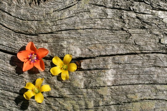 Fototapeta background