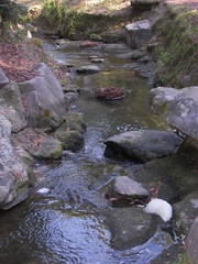 stream