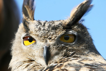 royal owl head shot