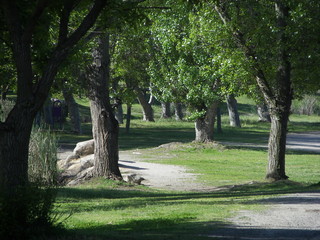pathway through trees