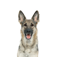portrait of the german sheep dog rantonina asta in full-face on(