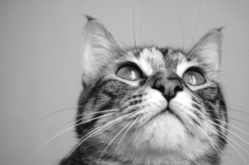 gatito observador 4