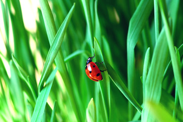 ladybug