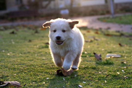 small labrador playing on the green grass