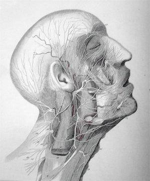 surgeon's anatomy