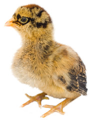 chick