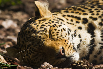 leopardo durmiendo