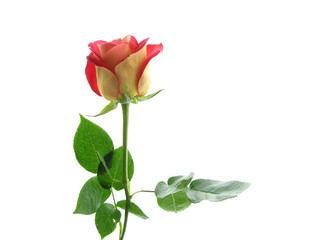 Obraz premium red rose